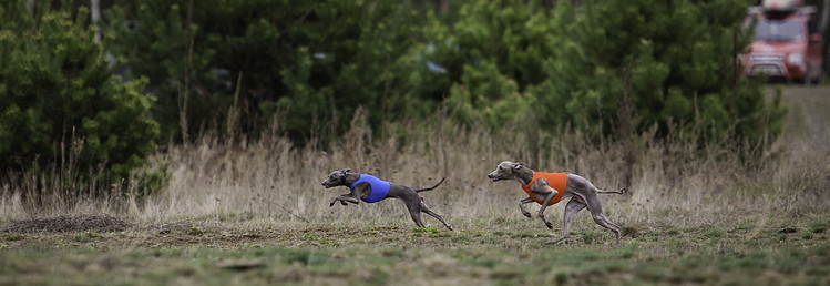 greyhound coursing