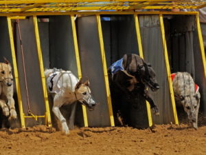 greyhounds running out of the traps
