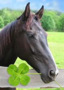 irish grand national horse eating a four leaf clover